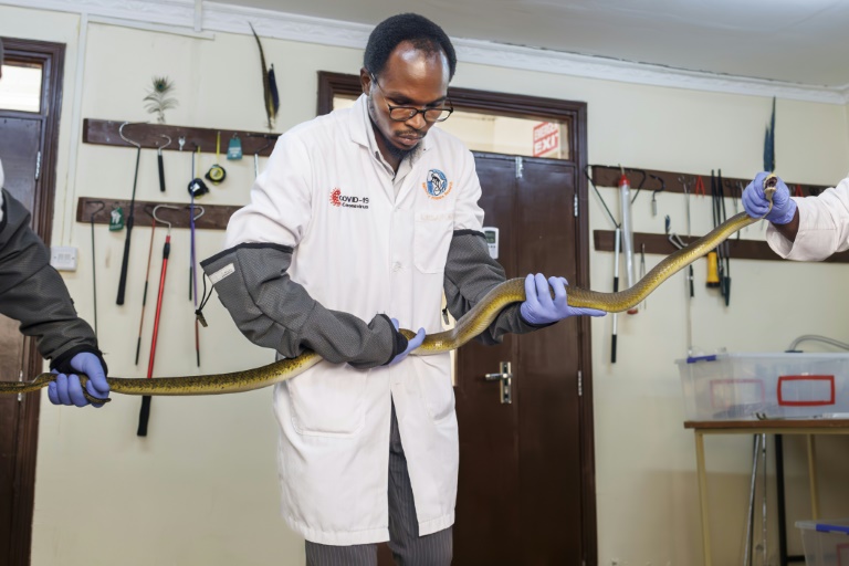 Le Kenya à la recherche d'antivenins contre le fléau des morsures de serpents