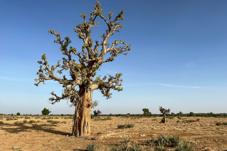 "Les oiseaux ne viennent plus" : le nord du Nigeria face à la perte de biodiversité