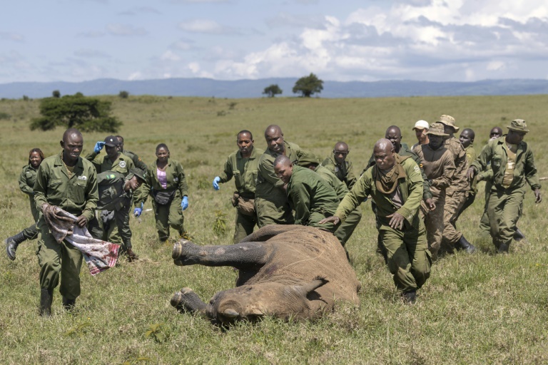 Déplacer un rhinocéros, mode d'emploi