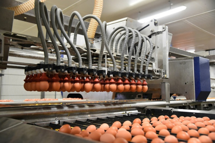 Une ligne d'emballage d'oeufs dans une usine Fermiers Loué à La Bazoge, dans le nord-ouest de la France, le 30 mars 2018 - JEAN-FRANCOIS MONIER (AFP)