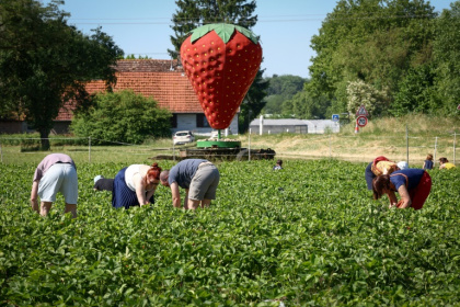 Des personnes cueillent des fraises dans une ferme alsacienne où deux hectares sont consacrés à la libre-cueillette, le 30 mai 2025 à La Wantzenau, dans le Bas-Rhin - FREDERICK FLORIN (AFP) Des personnes cueillent des fraises dans une ferme alsacienne où deux hectares sont consacrés à la libre-cueillette, le 30 mai 2025 à La Wantzenau, dans le Bas-Rhin - FREDERICK FLORIN (AFP)