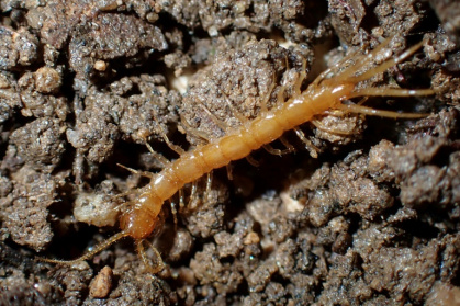Photo diffusée par Etienne Iorio, le 20 mai 2025, d'un Lithobius à petites pattes ou mille-pattes (Lithobius Micropodus), classé "en voie de disparition", à Ramatuelle en 2023, dans le Var - Etienne IORIO (AFP) Photo diffusée par Etienne Iorio, le 20 mai 2025, d'un Lithobius à petites pattes ou mille-pattes (Lithobius Micropodus), classé "en voie de disparition", à Ramatuelle en 2023, dans le Var - Etienne IORIO (AFP)