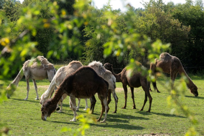 Des chameaux dans un champ de "La Camelerie", une ferme de chameaux à Feignies, le 16 juin 2025 dans le Nord - Pierre BEAUVILLAIN, Pierre BEAUVILLAIN (AFP) Des chameaux dans un champ de "La Camelerie", une ferme de chameaux à Feignies, le 16 juin 2025 dans le Nord - Pierre BEAUVILLAIN, Pierre BEAUVILLAIN (AFP)