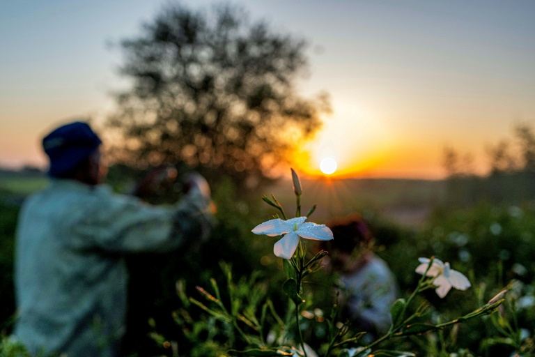 Essence de grands parfums, le jasmin égyptien se fane sous le réchauffement