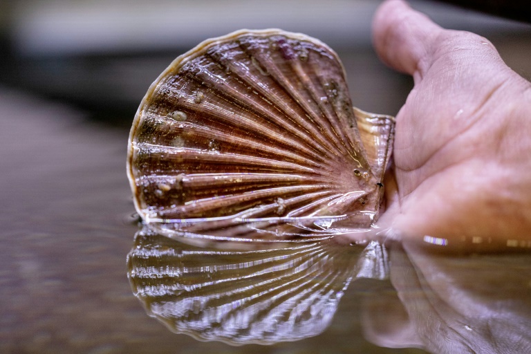 Coquilles Saint-Jacques : l'écloserie qui lutte contre l'épuisement de la ressource