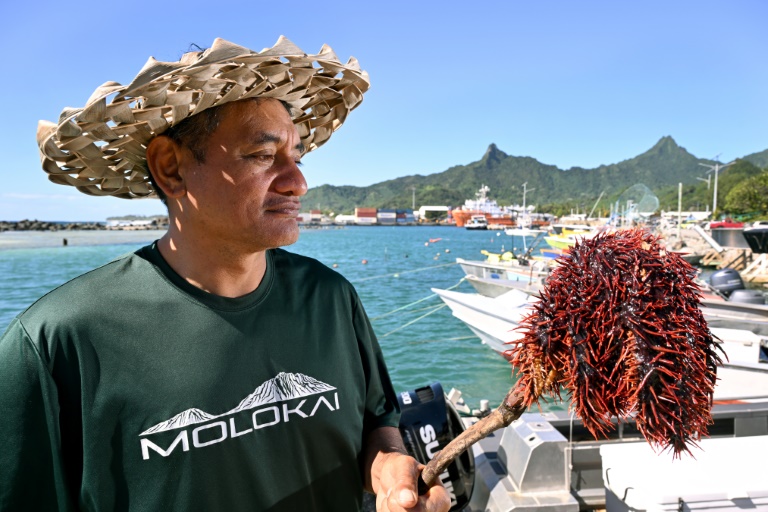 Aux îles Cook, la menace des étoiles de mer sur le corail