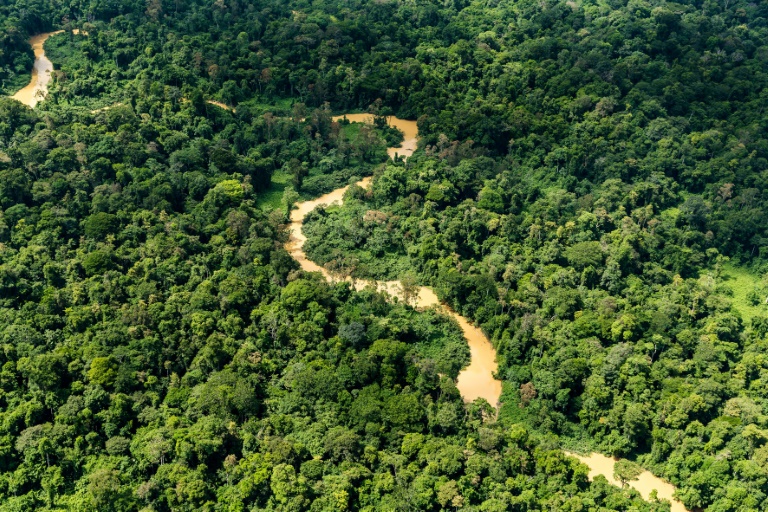 Guyane : la Cour des comptes alerte sur une gestion forestière à repenser