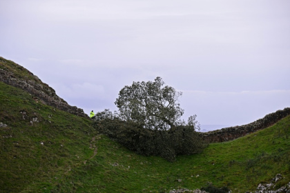 Le Sycamore Gap tree, érable sycomore près du mur d'Hadrien, abattu par deux hommes, photographié le 28 septembre 2023 - Oli SCARFF (AFP)