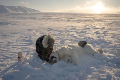 Jon Aars, responsable du programme sur les ours polaires, change le collier GPS d'une ourse dans l'est du Spitzberg, dans l'archipel du Svalbard, le 15 avril 2025 - Olivier MORIN (AFP)