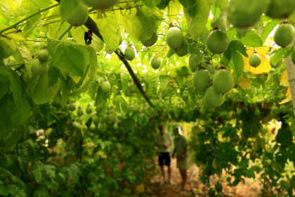 Des fruits de la passion dans la serre de 'Irakli Shkoza, un agriculteur de Divjake, à 90 kilomètres de Tirana, le 1er juillet 2025 en Albanie - Adnan Beci (AFP)