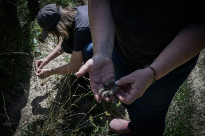 Des bénévoles de Pastoraloup analysent des excréments de loups trouvés près d'un troupeau de moutons dans les collines au-dessus de Villebois-les-Pins, dans le département de la Drôme,le 31 juillet 2025 - JEAN-PHILIPPE KSIAZEK (AFP) Des bénévoles de Pastoraloup analysent des excréments de loups trouvés près d'un troupeau de moutons dans les collines au-dessus de Villebois-les-Pins, dans le département de la Drôme,le 31 juillet 2025 - JEAN-PHILIPPE KSIAZEK (AFP)