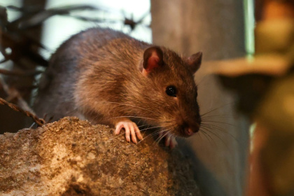 Un rat dans les rues de New York, le 1er août 2025 - CHARLY TRIBALLEAU (AFP)