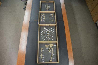 Des ossements de l'australopithèque Lucy au musée national d'Ethiopie, le 19 novembre 2024 à Addis Abeba - Michal Cizek (AFP) Des ossements de l'australopithèque Lucy au musée national d'Ethiopie, le 19 novembre 2024 à Addis Abeba - Michal Cizek (AFP)