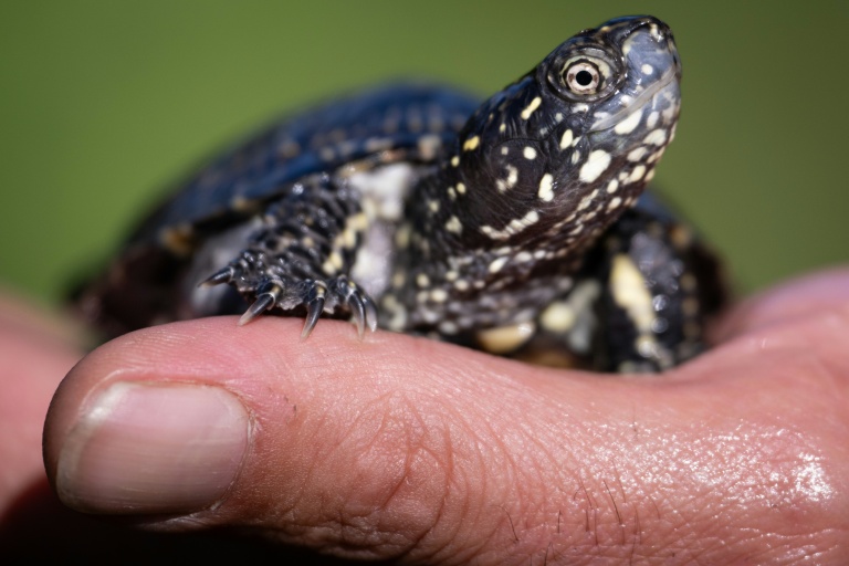 Aux abords du Rhin, la délicate réintroduction de tortues d'eau Aux abords du Rhin, la délicate réintroduction de tortues d'eau