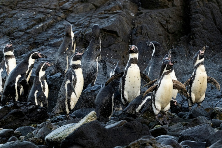 Le sanctuaire menacé de Punta San Juan, reflet du déclin de la faune littorale au Pérou Le sanctuaire menacé de Punta San Juan, reflet du déclin de la faune littorale au Pérou