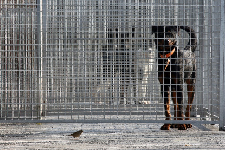 Abandon de chiens et chats : 38.000 prises en charge refusées en 2024 faute de place, selon la SPA