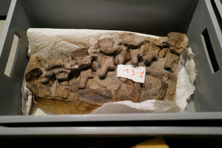 Découverte exceptionnelle dans l'Hérault : un crocodile du Jurassique quasi-complet Découverte exceptionnelle dans l'Hérault : un crocodile du Jurassique quasi-complet