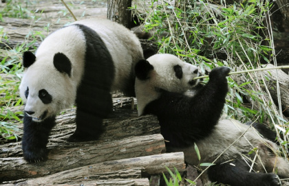 Huan Huan et Yuan Zi, deux pandas chinois, au zoo de Beauval à Saint-Aignan (Loir-et-Cher), le 17 janvier 2012. - Alain JOCARD (AFP)