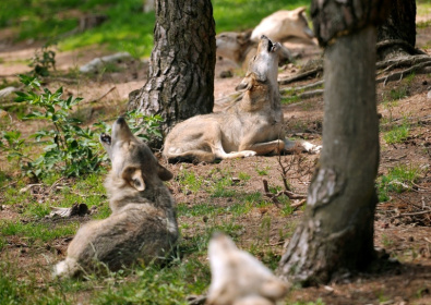 Des loups hurlent au Parc des Loups du Gévaudan à Saint-Léger-de-Peyre, le 11 juillet 2012 - PHILIPPE HUGUEN (AFP) Des loups hurlent au Parc des Loups du Gévaudan à Saint-Léger-de-Peyre, le 11 juillet 2012 - PHILIPPE HUGUEN (AFP)