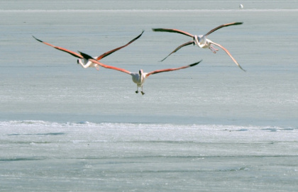Des flamants roses à Peyriac-de-Mer (Aude), le 10 février 2012 - ERIC CABANIS (AFP)