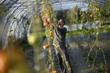 Frédéric, un détenu en fin de peine, inspecte des tomates dans une serre de la ferme Ker Madeleine, à Saint-Gildas-des-Bois, le 17 octobre 2025 en Loire-Atlantique - Loic VENANCE (AFP)
