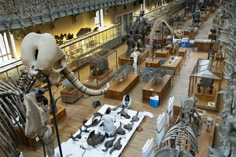 Au Muséum d'Histoire naturelle, fossiles et squelettes déménagent