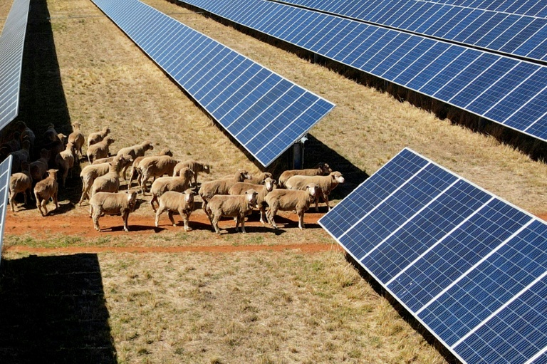 En Australie, des "moutons solaires" pionniers de l'agrivoltaïsme
