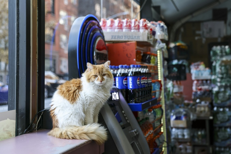 New York veut légaliser ses "bodega cats", les chats de ses épiceries