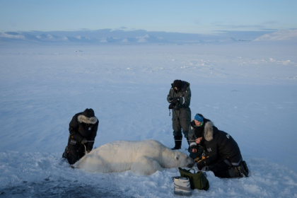 Jon Aars, de l'Institut polaire norvégien, la Française Marie-Anne Blanchet (2e d) et le vétérinaire norvégien Rolf Arne Olberg (g) mesurent un grand ours polaire mâle, dans l'archipel du Svalbard, le 6 avril 2025 - Olivier MORIN (AFP)