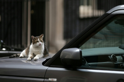 Le chat Larry sur le capot d'une voiture, le 4 juillet 2017 à Londres - Daniel LEAL (AFP)