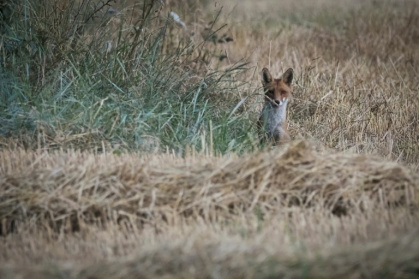 L'élimination massive des animaux jugés nuisibles en France ne réduit pas les pertes économiques qui leur sont attribuées et pour certaines espèces ne contribue pas non plus à la baisse des effectifs, selon une étude - GUILLAUME SOUVANT (AFP)