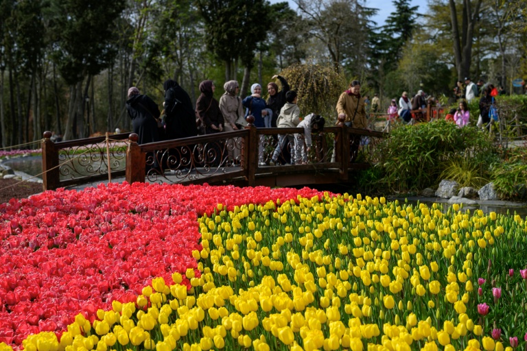 En Turquie, la tulipe, une passion ottomane toujours vivace