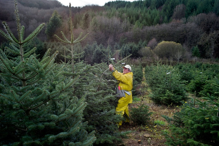 Après le fromage et le melon, le sapin de Noël obtient une origine protégée