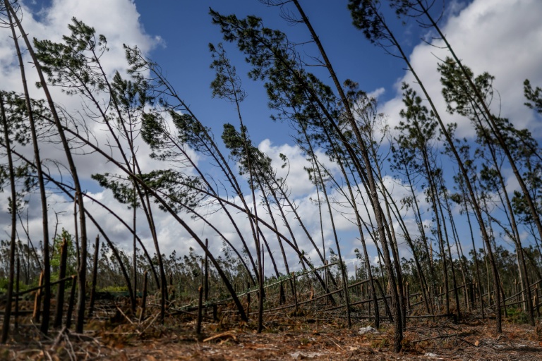 Après les tempêtes d'hiver, les forêts du Portugal encore plus menacées par les incendies