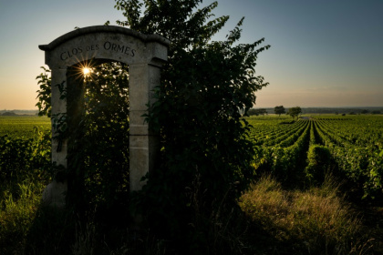 Les vignes du Clos des Ormes à Morey-Saint-Denis (Côte-d'Or), le 1er juillet 2025 - ARNAUD FINISTRE (AFP)