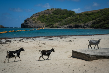 Des chèvres sur la plage Pompierre à Terre-de-Haut, aux Saintes, archipel touristique de Guadeloupe, le 18 mars 2026 - Carla Bernhardt (AFP)