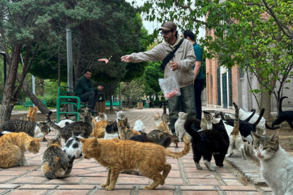 Un homme nourrit des chats errants dans un parc de Téhéran, le 20 avril 2026 - Aamir QURESHI (AFP)