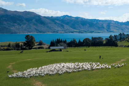 Moutons au Lac Hawea près de la ville de Wanaka en Nouvelle-Zélande le 21 septembre 2023 - KAVINDA HERATH (AFP)