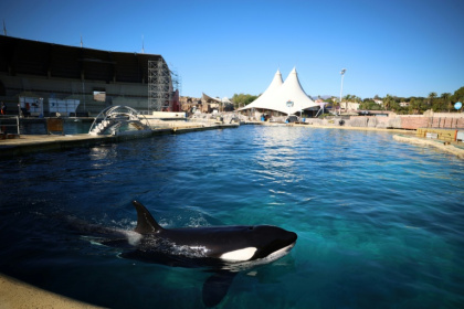 Keijo, un orque mâle, dans le bassin du parc d'attractions MarineLand à Antibes, le 27 novembre 2025 - Valery HACHE (AFP)
