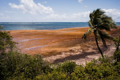 Des sargasses sur une plage du Gosier, en Guadeloupe, le 29 avril 2026 - Carla Bernhardt (AFP)