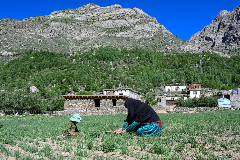 Dans les montagnes du Nouristan, la fierté des agricultrices afghanes