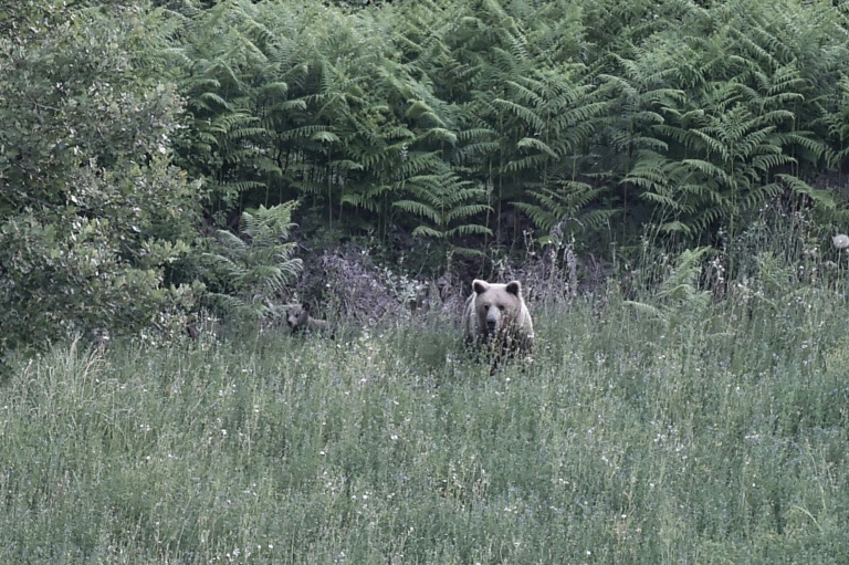 Dans le nord de la Grèce, le retour des ours bruns inquiète la population