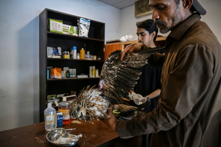 Au Pakistan, des soigneurs aident les oiseaux à survivre aux étés de plus en plus chauds