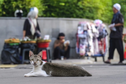 Cette photo, prise le 21 mai 2026, montre un chat errant se reposant sur un trottoir de la capitale indonésienne Jakarta - BAY ISMOYO (AFP)
