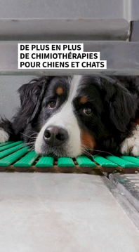 chimio animaux.png