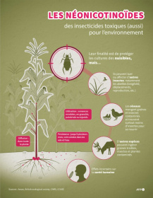 Infographie expliquant les effets de l'utilisation des néonicotinoïdes sur la plante ciblée et tout l'écosystème environnant - Christophe THALABOT, Sylvie HUSSON (AFP)