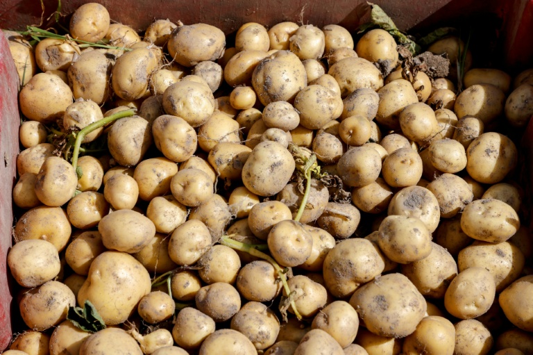 Pommes de terre : vers une crise historique après la sécheresse