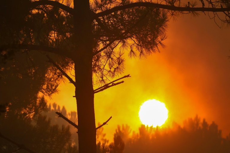 Autoriser ou non à chasser les animaux ayant survécu aux incendies ? Le débat monte