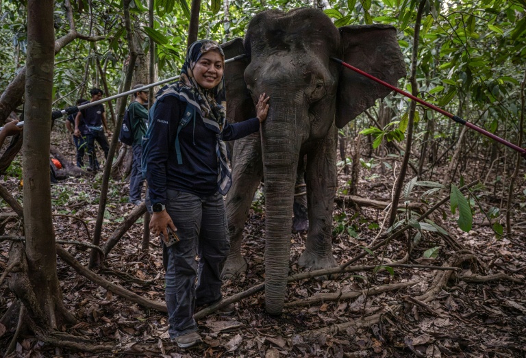 Bornéo : la femme qui murmurait à l'oreille des éléphants