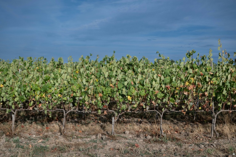 Bretagne, Normandie, Hauts-de-France : une nouvelle viticulture émerge